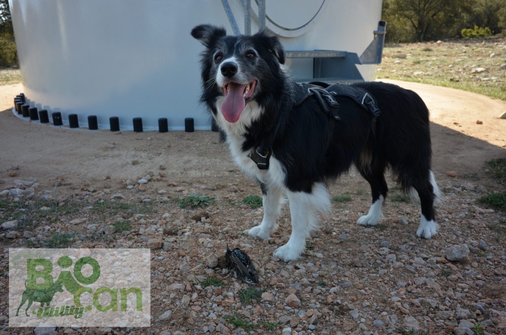 Biocan ideas medioambientales perros evaluación ambiental