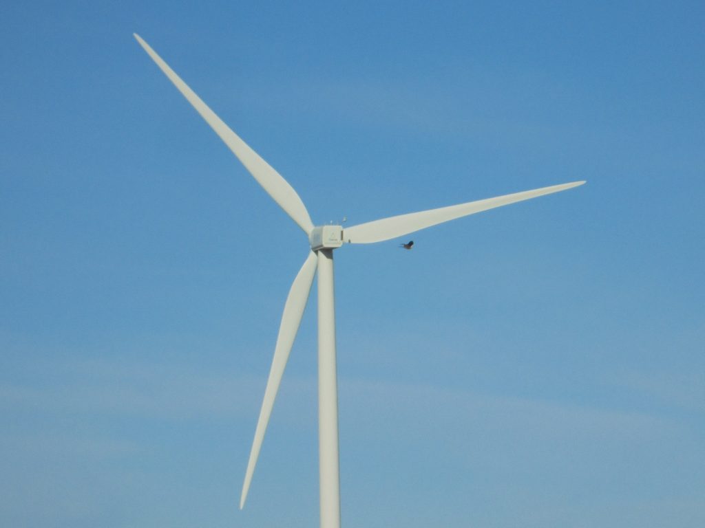 Guidelines for Assessing the Impact of Wind Farms on Birds and Bats