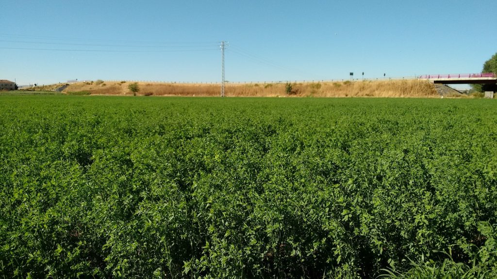 Valoración de daños producidos en un cultivo de alfalfa