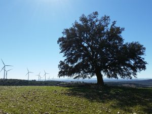 Parque eólico sometido a estudio de viabilidad ambiental