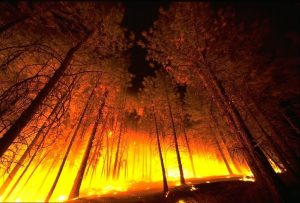 plan de autoprotección de incendios forestales