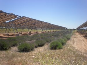 Evaluación Ambiental de plantas solares fotovoltaicas (4)