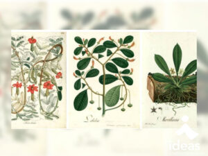Láminas dibujadas por Celestino Mutis sobre flora tropical.