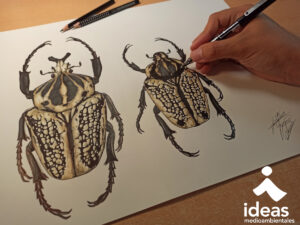 ilustración de escarabajo goliat, autor Gaspar Arenas