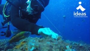 Estudio de Impacto Ambiental de un Parque Eólico Marino