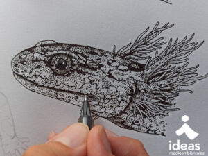 ilustración de salamandra común, autor Gaspar Arenas