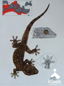 ilustración de salamanquesa común, autor Gaspar Arenas