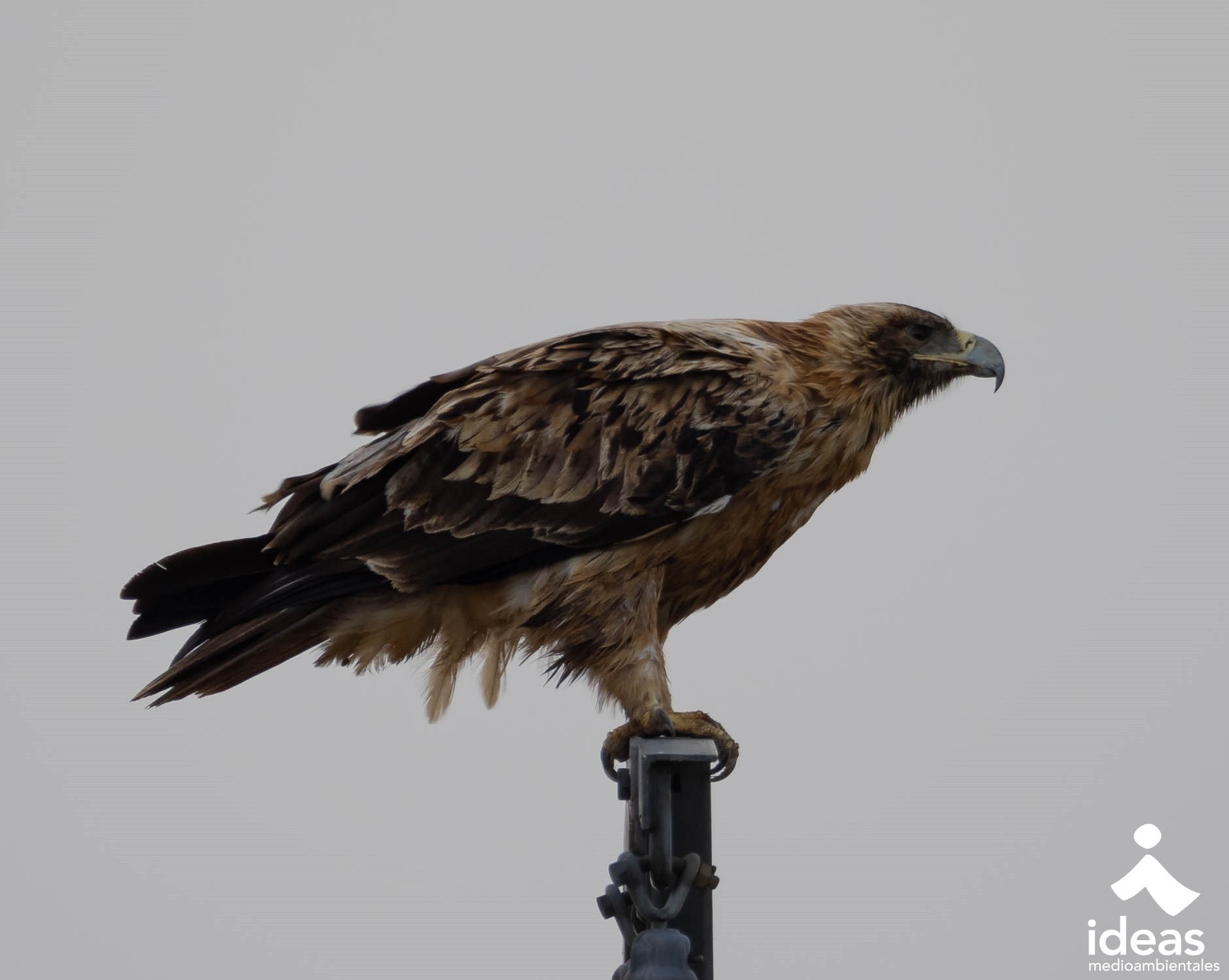 Águila Imperial Ibérica: Clases de edad y plumajes