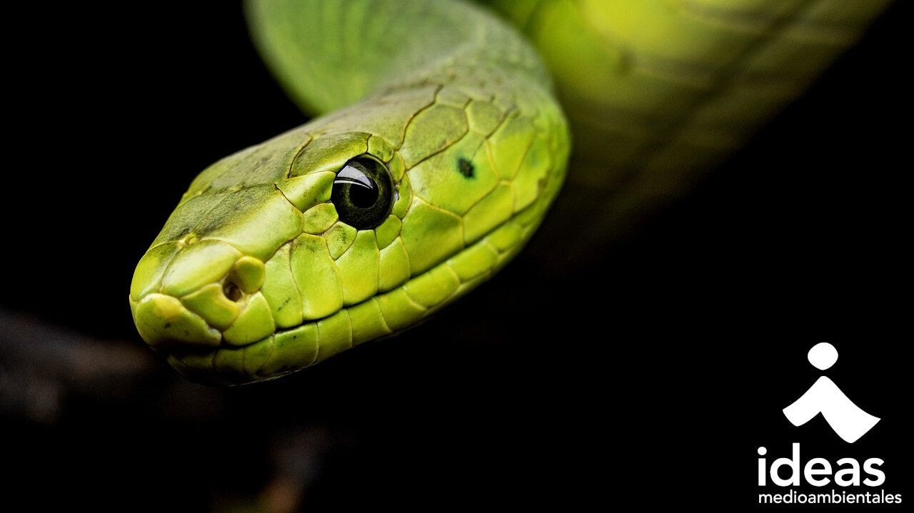 Evolución de los reptiles: reptilia y la manzana