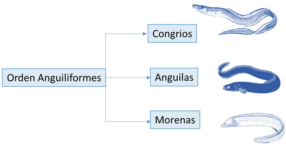 Anguila