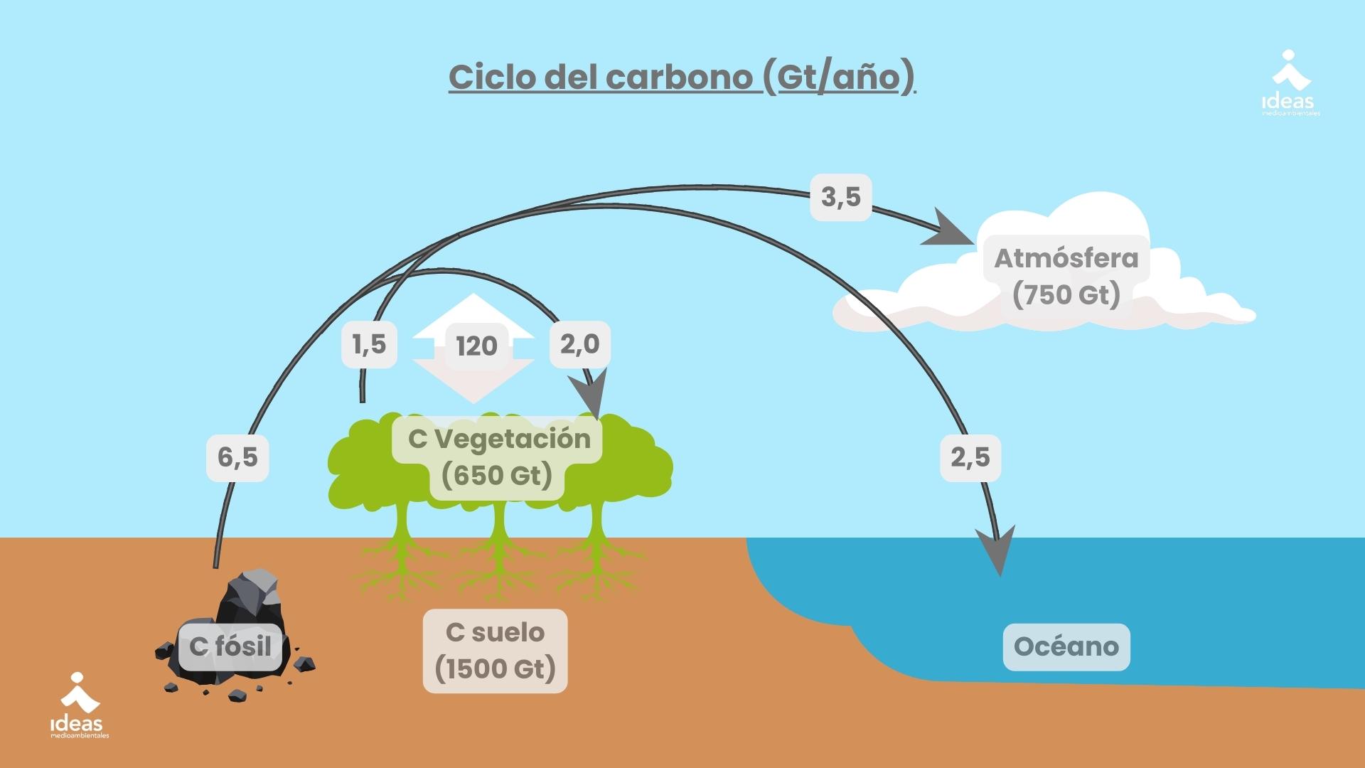 Carbono del suelo y carbono global