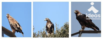 Curso de identificación de aves