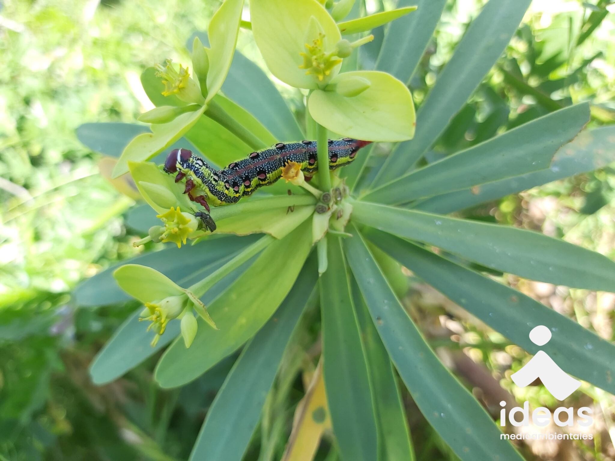 Biodiversidad Canarias