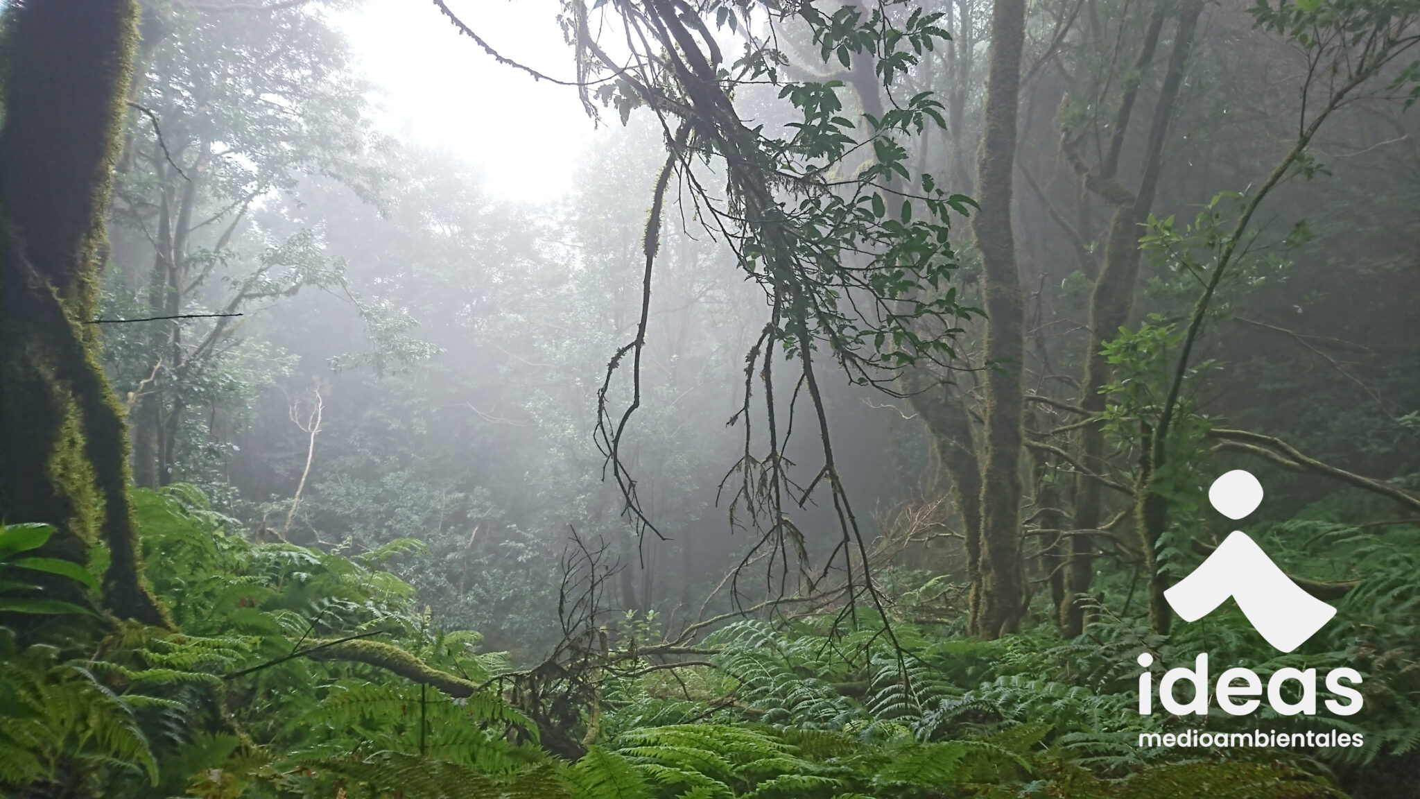 Bosque de laurisilva