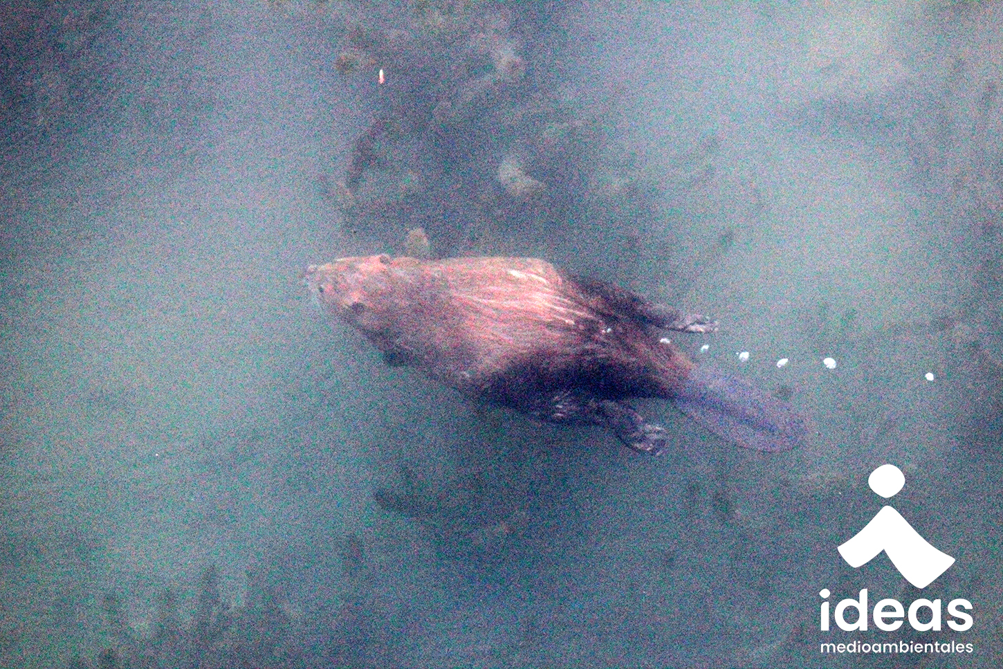 castor en el río tajo