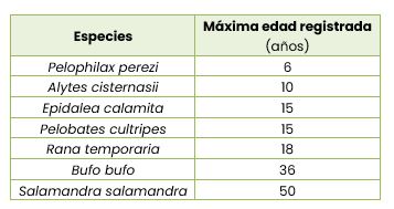 anfibios